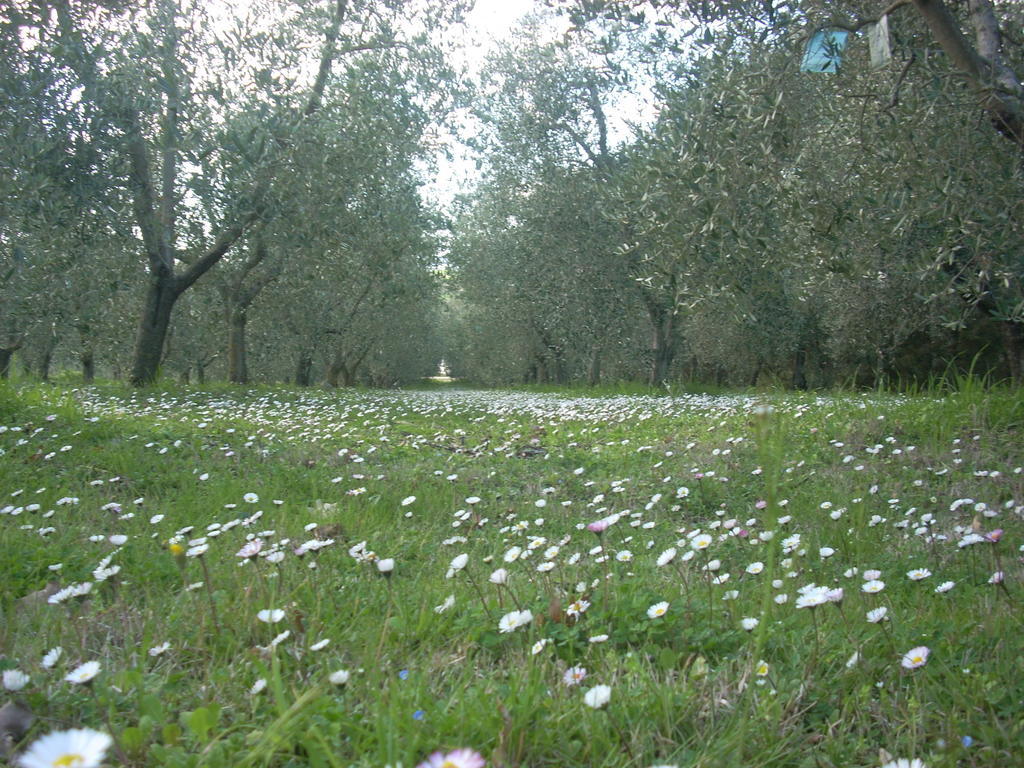 Residence Ai Campi Da Golf Saturnia Zewnętrze zdjęcie